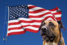 flag_and_dog