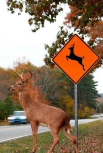 deer_crossing